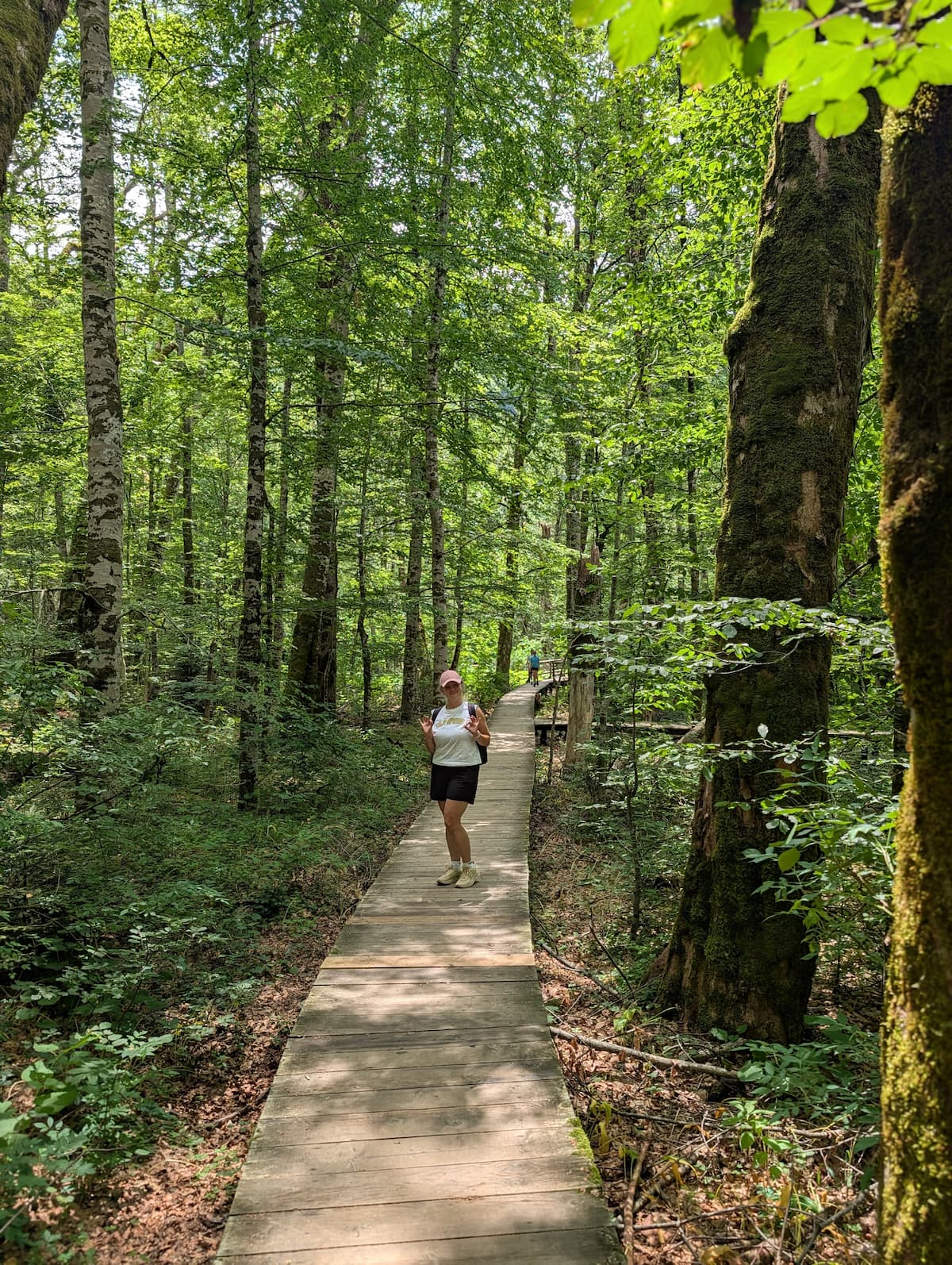 Pierwotny las w Parku Narodowym Biogradska Gora
